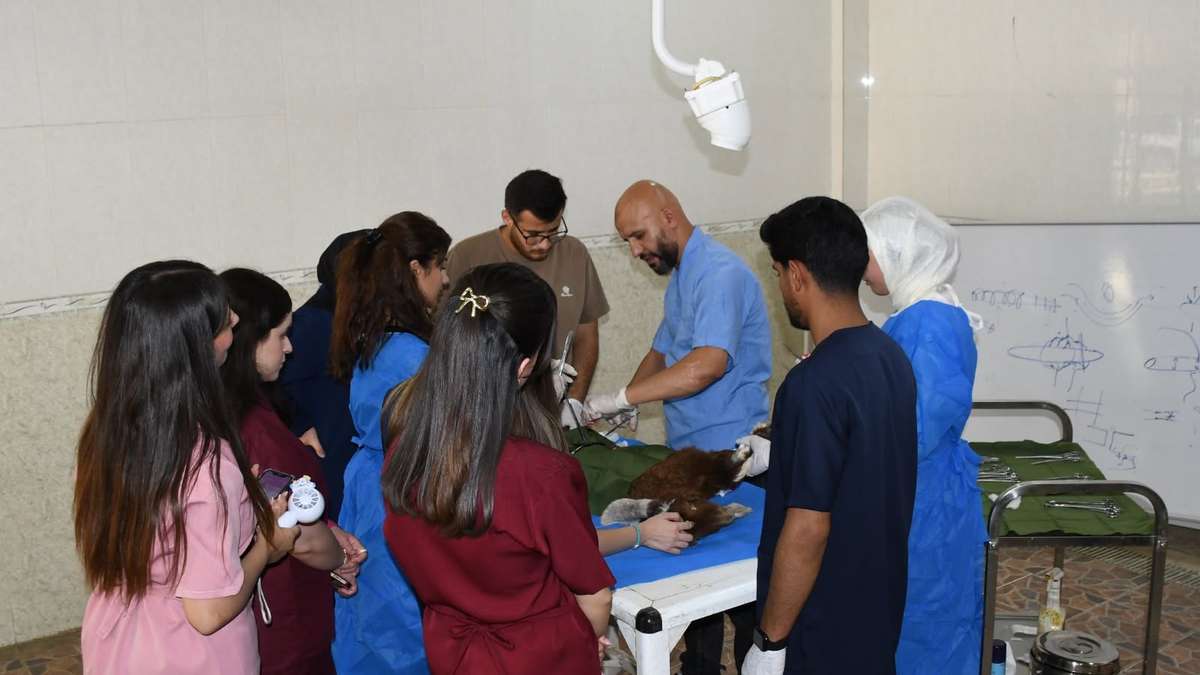 College of Veterinary Medicine Launches Summer Training Program for Final-Year Students